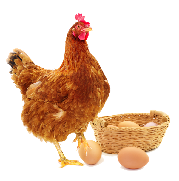 Chicken_Eggs_600W