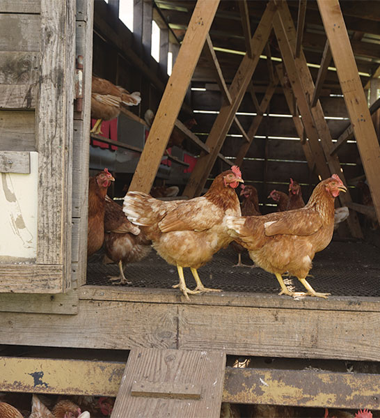 Hens near the door in a chicken house