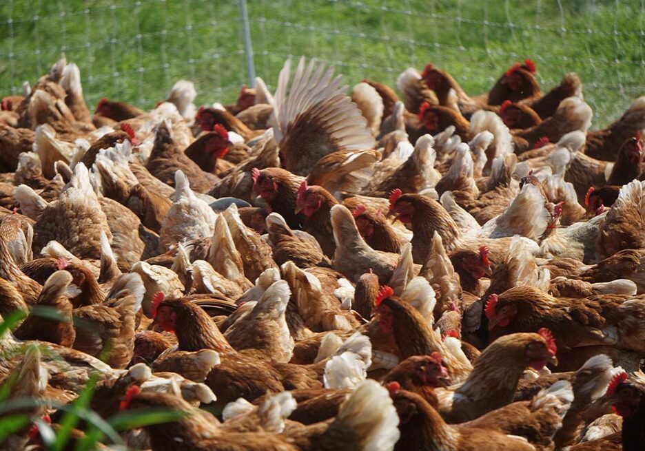 Chickens at Artza Mendi Farm